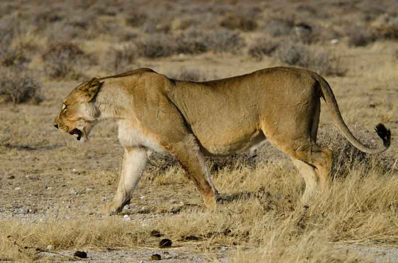 54 - Namibia - leones comiendo - parque nacional de Etosha